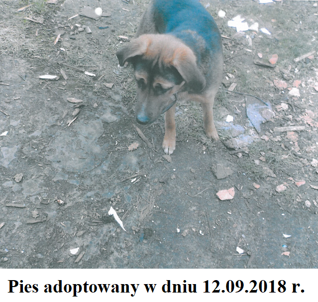 pies