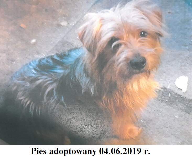 pies