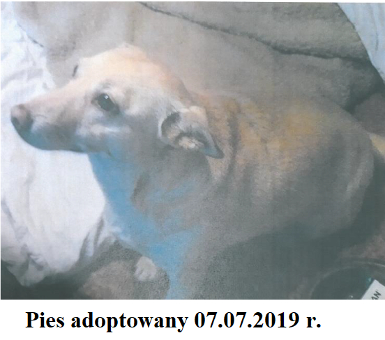 pies