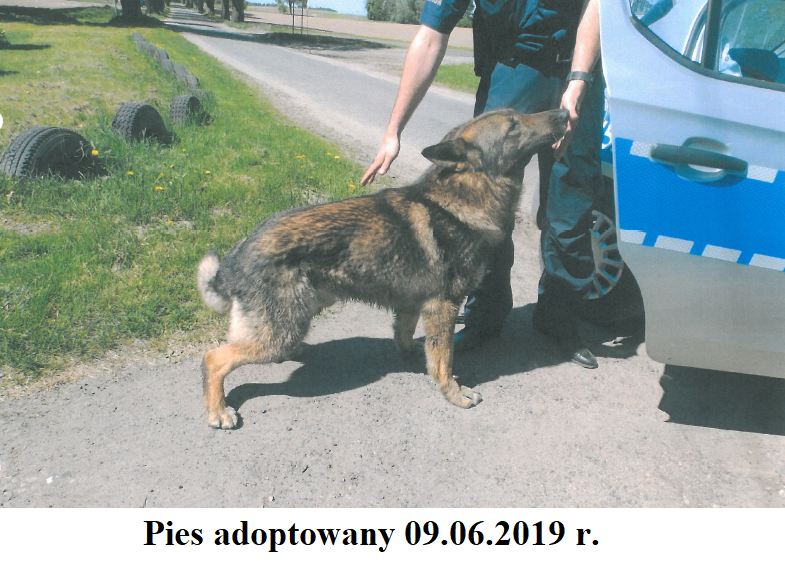 pies