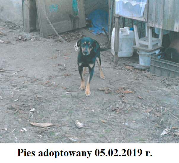 pies