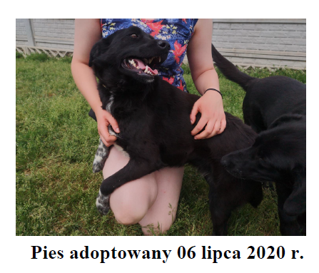 pies